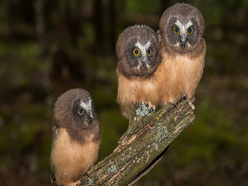 试管FISH检测费用（试管儿童 会吐）